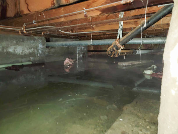 Best Mold removal after water damage  in New Sharon, IA